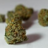 Detailed macro image of dried cannabis buds showcasing texture and color against a white background.